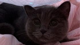 吃瓜的猫猫头,揭秘吃瓜猫猫头的趣味生活