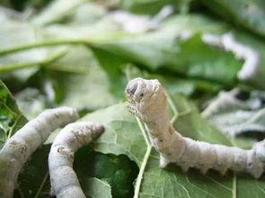 老蚕评价吃瓜盟主,老蚕眼中的瓜界风云人物