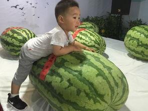 汕尾吃瓜事件,一场网络舆论的风暴与反思