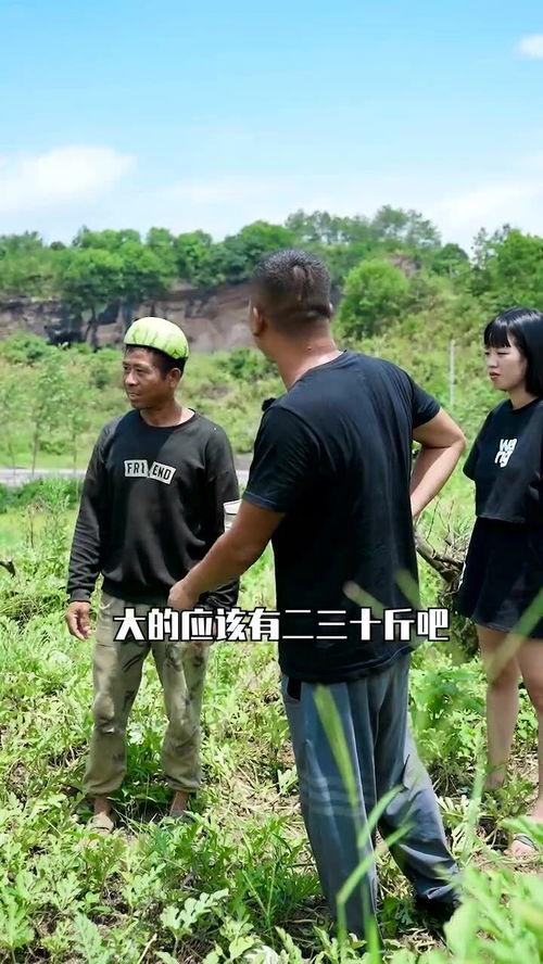 梦见在田里摘瓜吃瓜,田中摘瓜，瓜熟蒂落的美味之旅