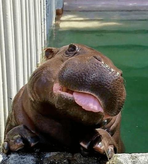 倭河马吃瓜,探寻河马的独特饮食习惯