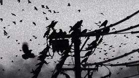 乌鸦吃瓜,揭秘动物界的趣味食趣