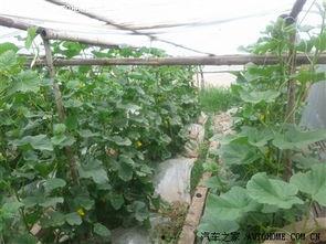 山西青县吃瓜视频,一场别开生面的吃瓜盛宴