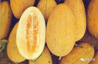 伟伟饿了吃哈密瓜视频,美味诱惑尽在眼前