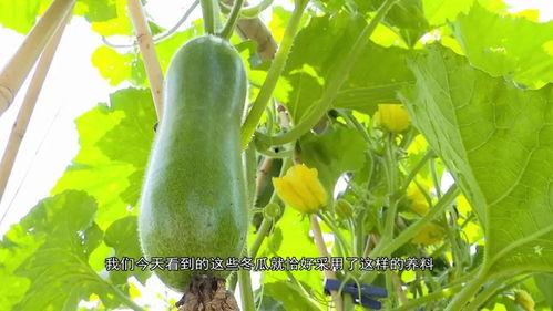 广东jk吃瓜的视频