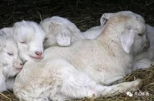 小羊吃瓜真的假的视频,真伪难辨的趣味现象