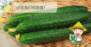 吃瓜视频配哪个音乐,跟随吃瓜视频，感受音乐的魅力