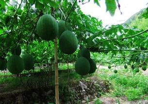 吃大棚小吊瓜好吗视频大全