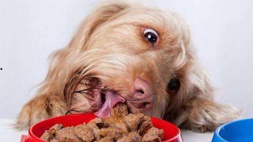 狗子吃瓜素材高清视频,萌态十足，高清视频带你领略萌宠瞬间