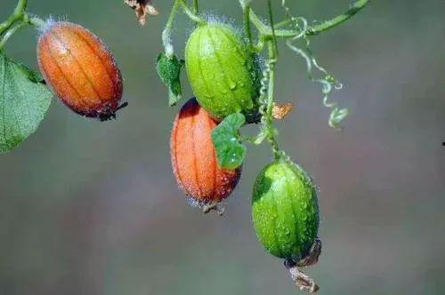 王瓜放大还可以吃吗视频,揭秘神奇变身过程