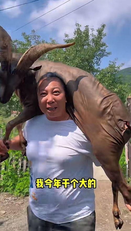 东北雨姐吃老汉瓜视频